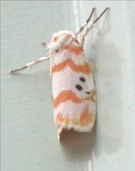 Cyana interrogationis