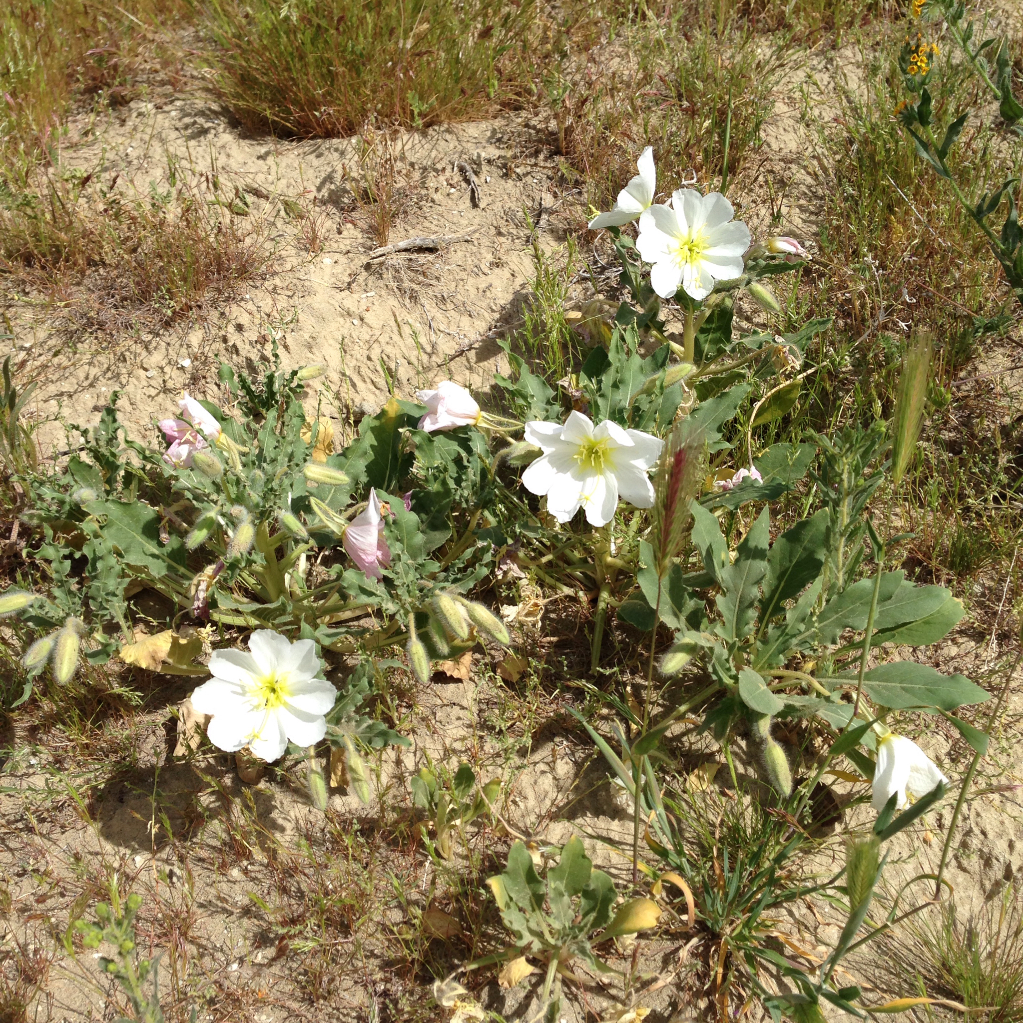 Oenothera deltoides ssp. cognata