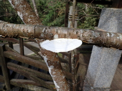 Trametes orientalis