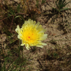 Malacothrix glabrata