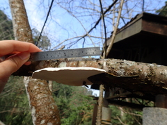 Trametes orientalis