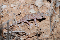Chondrodactylus