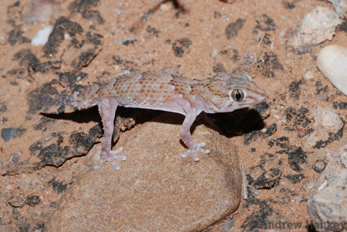 Chondrodactylus pulitzerae