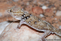 Chondrodactylus pulitzerae