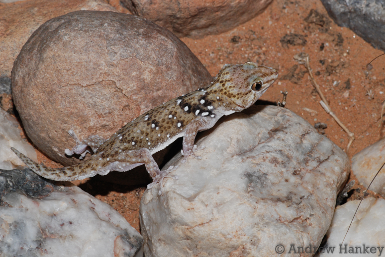 Fischer's Thick-Toed Gecko