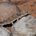 Pulitzer's Thick-toed Gecko - Photo (c) Andrew Hankey, some rights reserved (CC BY-SA), uploaded by Andrew Hankey