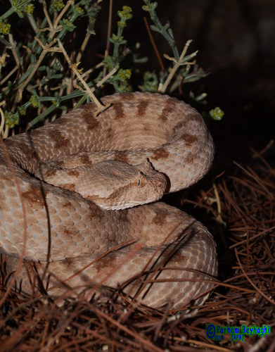 Persian Horned Viper