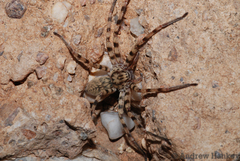 Palystella