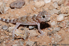 Chondrodactylus