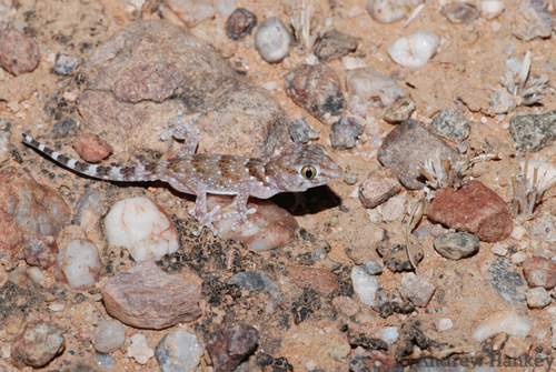 Pulitzer’s Thick-toed Gecko, Chondrodactylus pulitzerae