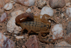 Hottentotta conspersus