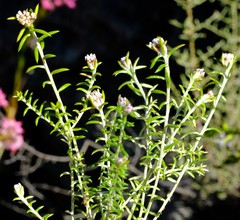 Metalasia serrulata