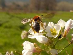 Andrena lagopus