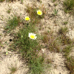 Malacothrix glabrata