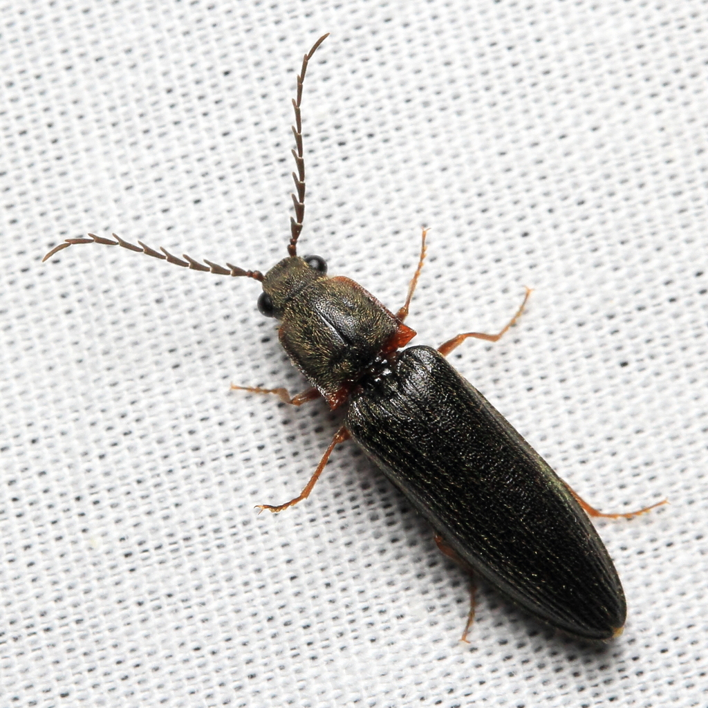 Two-punctured Click Beetle