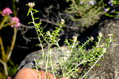 Metalasia serrulata