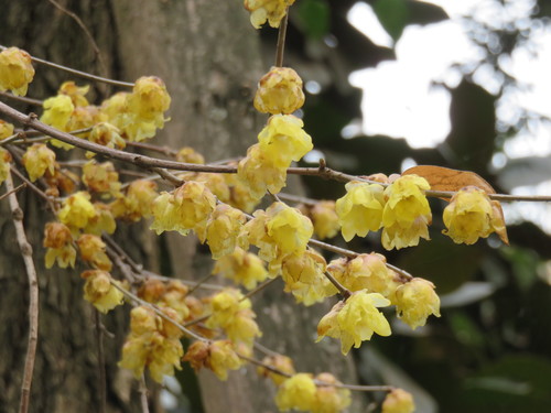 Chimonanthus praecox