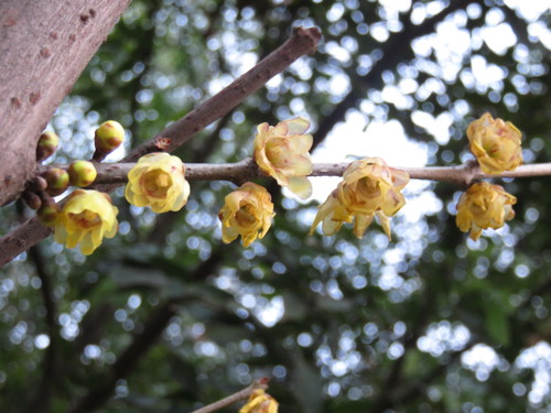 Chimonanthus praecox