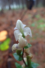 Disperis lindleyana