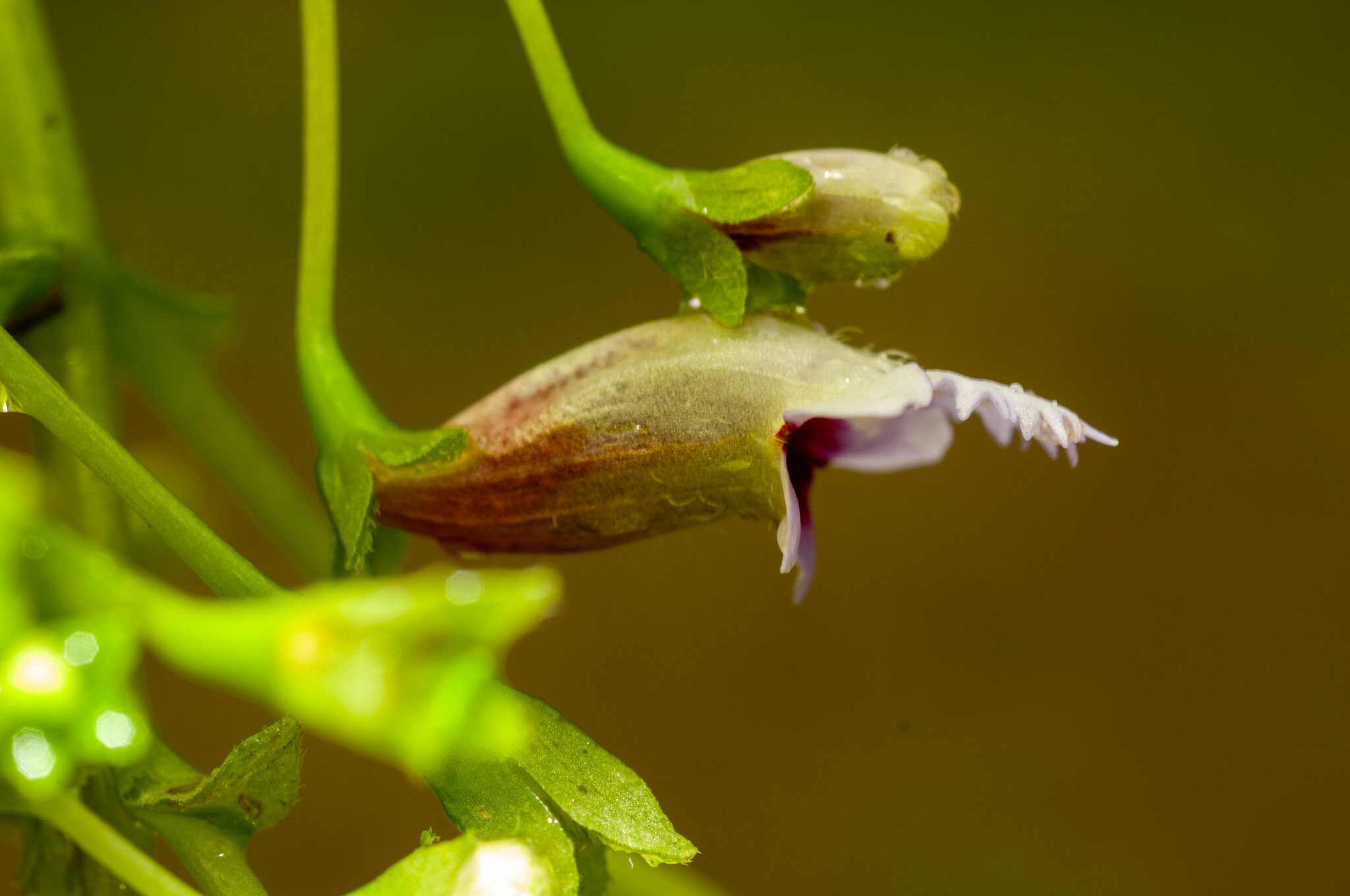 Diastema fimbratilobum · iNaturalist