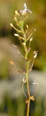 Nemesia acornis