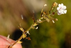 Nemesia acornis
