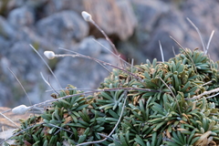 Oldenburgia intermedia
