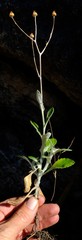 Oresbia heterocarpa