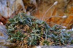 Oldenburgia intermedia