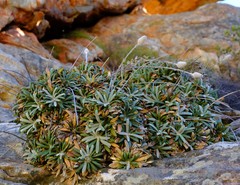 Oldenburgia intermedia