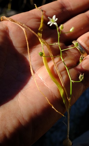 Ornithogalum ciliiferum