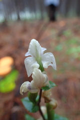Disperis lindleyana