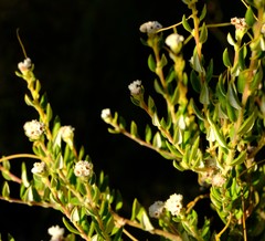 Phylica nervosa