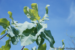 Commiphora anacardiifolia