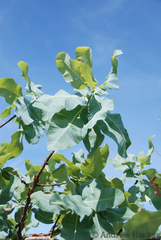 Commiphora anacardiifolia