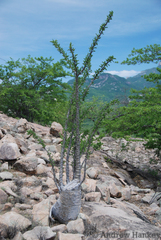 Pachypodium lealii