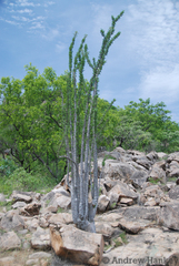Image of Pachypodium lealii