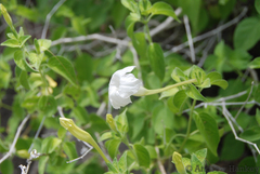 Ruellia bignoniiflora