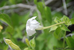 Ruellia bignoniiflora