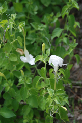 Ruellia bignoniiflora