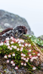 Harrimanella hypnoides