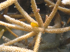 Gobiodon okinawae