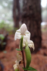 Disperis lindleyana
