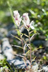 Castilleja lapponica