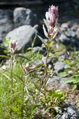 Castilleja lapponica