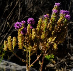 Pseudoselago quadrangularis