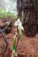 Disperis lindleyana