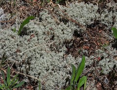 Cladonia arbuscula mitis