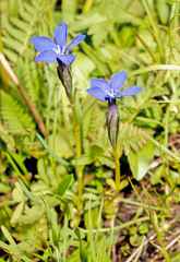 Gentiana bavarica