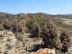 Crassula arborescens
